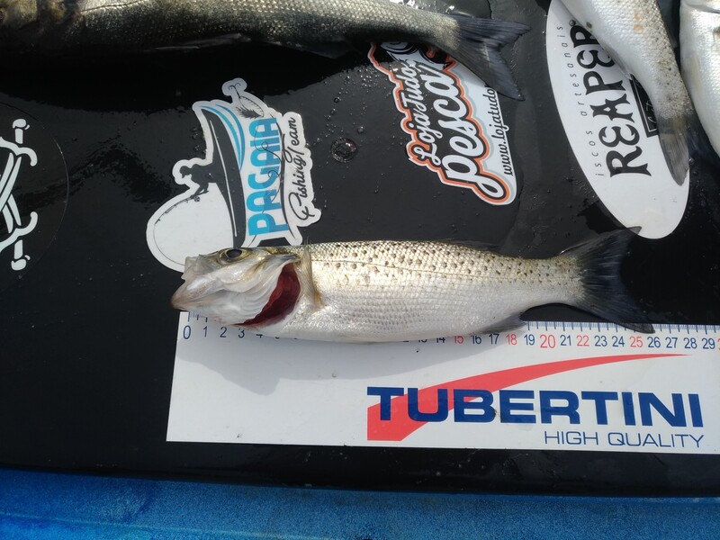 Fish Measure Picture